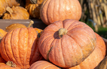 pumpkins and gourds close up