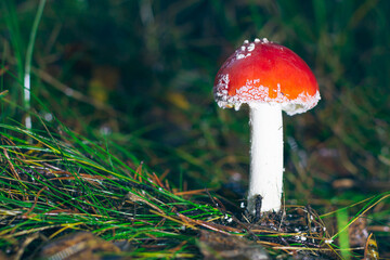 Young Amanita Muscaria, Known as the Fly Agaric or Fly Amanita: Healing and Medicinal Mushroom with Red Cap Growing in Forest. Can Be Used for Micro Dosing, Spiritual Practices and Shaman Rituals