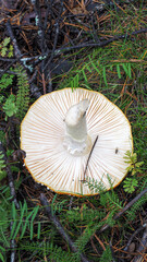 mushroom in the grass