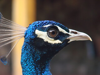 portrait of a peacock