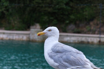 Seagul