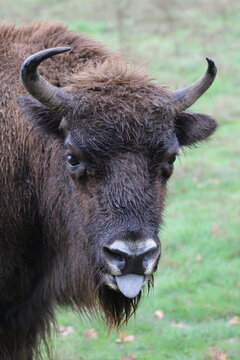 Foto de la cara de un bisonte europeo