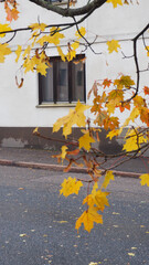 autumn leaves on the wall