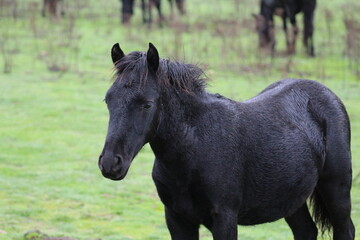 Fototapeta premium Caballo negro en un prado verde