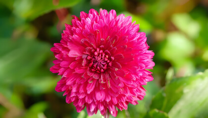 close up of pink dahlia, generative ai