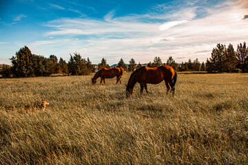 Horses grazing in a field on a ranch in Oregon