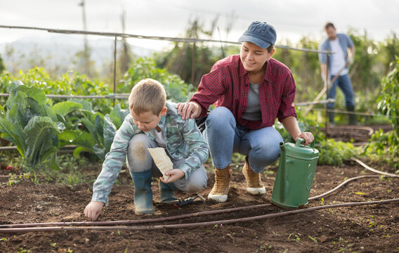 Woman and her son are planting seeds on a farm. Guy helps a female farmer plant seeds. Process of planting seeds in the ground