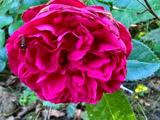 Obraz premium close-up of a pink rose in a garden on a sunny summer day 