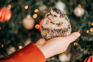 Christmas hedgehog.Cute hedgehog in the palm.Small handheld pygmy hedgehog on a sparkling festive background.Hedgehog in hands against Christmas tree with red balls in background © Yuliya