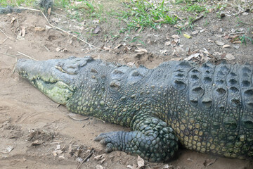 alligator in the everglades