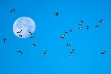 Flock of Northern Pintail, Anas acuta, birds in flight with the moon in the background