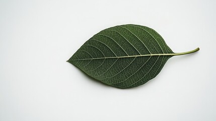 A single green leaf from a tree, with intricate details showcased against a clean white background to emphasize its natural beauty