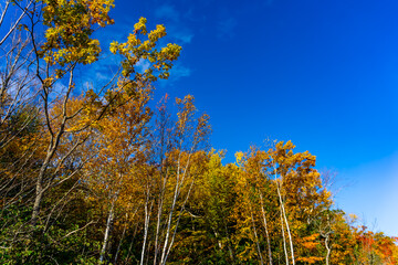 Mark Point Nature park in Georgina lake, Ontario, Canada as seen in October 2024.