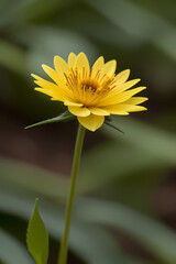 High resolution close up image of a yellow flower in a green forest. Focus on the details of the red flower including its texture flower finish and any safety features. The forest background