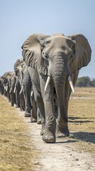 Fototapeta premium Herd of african elephants walking in single file on a dirt road