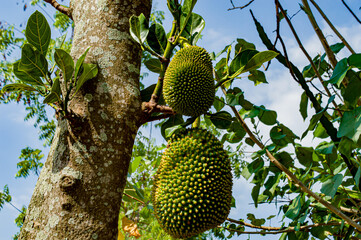 Artocarpus heterophyllus scientific name from jackfruit, is a large tropical fruit native to...
