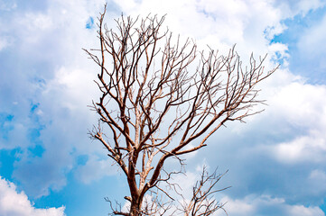 Dry dead trees in summer with a bright blue cloud sky in the background. Focus on tree. Noisy. Exposure. Similar others