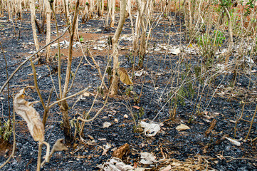 Dry trees and burning ash from dry leaves. Focus on tree. Noisy. Exposure. Similar others