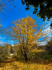 Colors of autumn in 2024. Amazing views of  vibrant fall colors in Canada as seen by the naked eye and taken via iphone15 pro max.