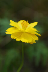 緑の中の黄色いキバナコスモス