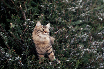 A fluffy tabby cat perched among snow dusted evergreen branches, with a curious and alert expression, blending beautifully into the natural, wintry landscape.