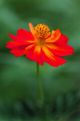 緑の中の赤いキバナコスモス