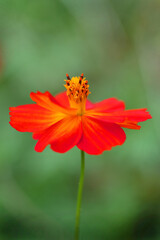 緑の中のメルヘンチックなオレンジ色のキバナコスモス