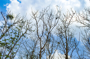Dry teak trees in autumn on the forest with blue bright sky ,summer time. Focus on tree. Noisy. Exposure. Similar others