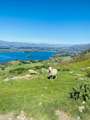 Fototapeta premium Sheep and lambs on the Mount Roy, Roys peak in Wanaka, South Island, New Zealand. Sheep on the mountain.
