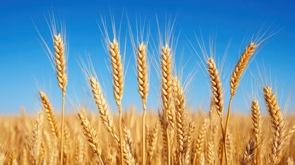 Fototapeta premium Golden Wheat Field Ready for Harvest Under Blue Sky
