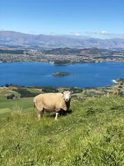 Obraz premium A sheep walking on the Mount Roy, Roys peak in Wanaka, South Island, New Zealand. Sheep on the mountain