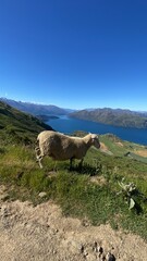 A sheep walking on the Mount Roy, Roys peak in Wanaka, South Island, New Zealand. Sheep on the...