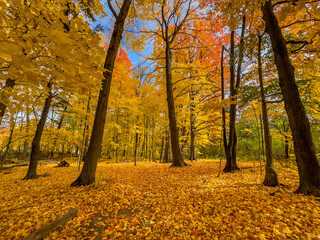 Obraz premium Colors of autumn in 2024. Amazing views of vibrant fall colors in Canada as seen by the naked eye and taken via iphone15 pro max.
