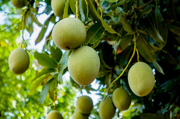 Mango or scientifically Mangifera indica, is a tropical fruit that is very popular in the world, including Indonesia. manggo on tree .Focus on mango. Noisy. Exposure. Similar others