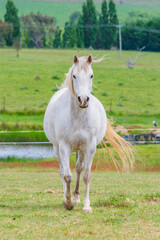 On the Farm: Horses in the paddock