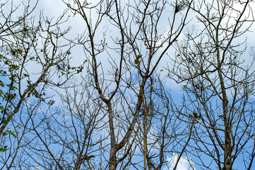 Dry teak trees in autumn on the forest with blue bright sky ,summer time. Focus on tree. Noisy....
