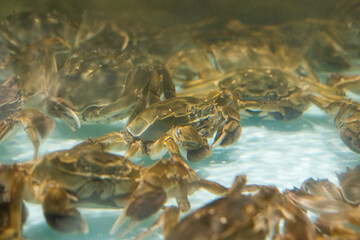 The hairy crab in water.