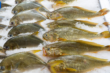 Fresh golden pompano and yellow croakers fish on an ice bed