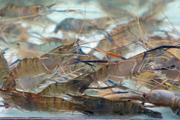 freshwater prawns (Macrobrachium rosenbergii) in water.