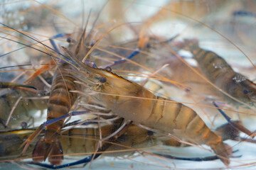 freshwater prawns (Macrobrachium rosenbergii) in water.