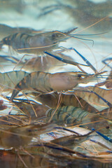freshwater prawns (Macrobrachium rosenbergii) in water.