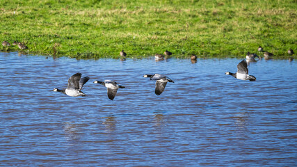 Barnacle Goose, Branta leucopsis, birds in flight over marshes