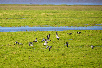 Barnacle Goose, Branta leucopsis, birds in flight over marshes