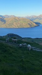 Sheep and lambs on the Mount Roy, Roys peak in Wanaka, South Island, New Zealand. Sheep on the...