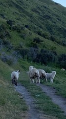 Obraz premium Sheep and lambs walking on the mountain. Sheep on the hill