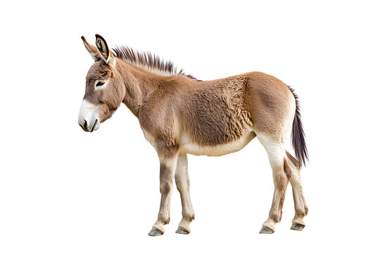 Full-length portrait of a donkey standing against a white background