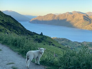 Obraz premium Cute little lamb running around on the Mount Roy, Roys peak in Wanaka, South Island, New Zealand 