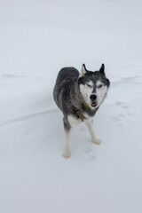 A husky dog strikes a pose in the snow, with a mischievous grin