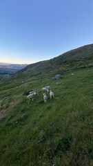 Sheep and lambs walking on the mountain.  Sheep on the hill