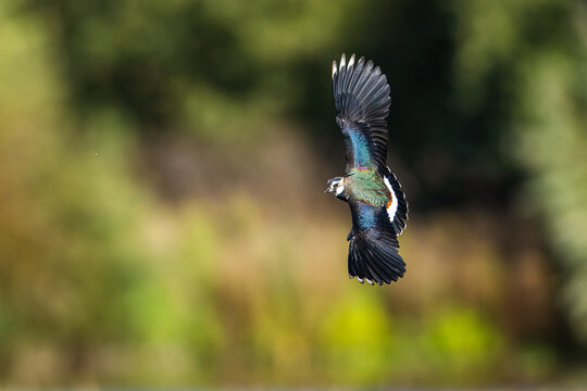Northern Lapwing, Vanellus vanellus in a flight over autumn marshes